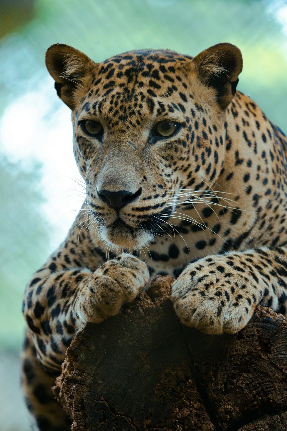 Leopard, Yala